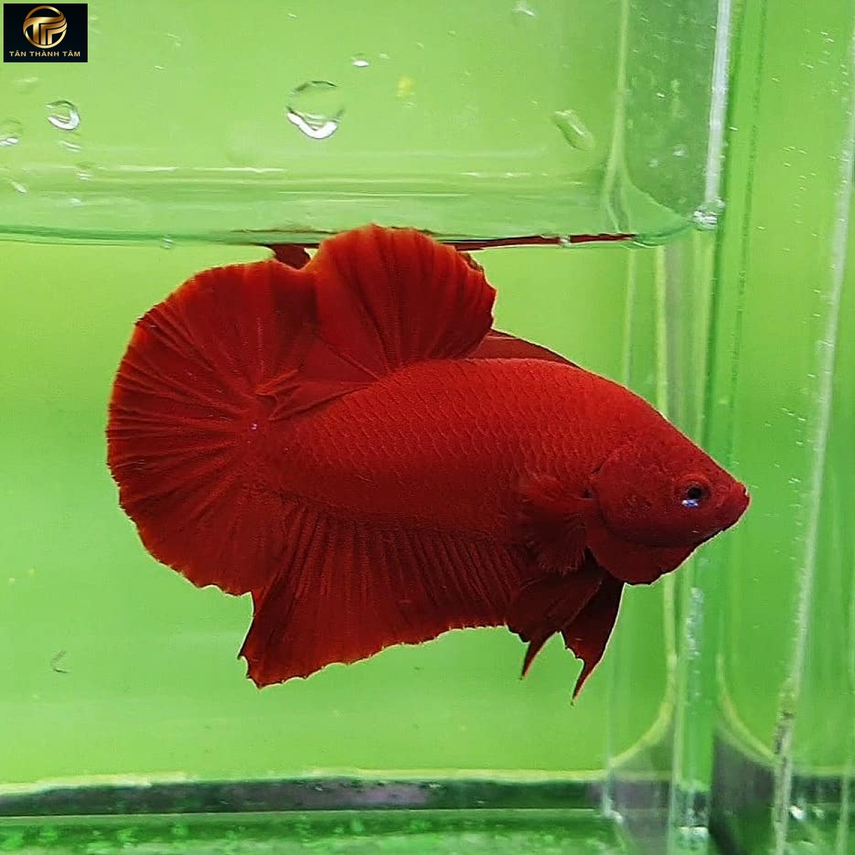 Super Red Plakat /Cá Betta màu đỏ đuôi ngắn