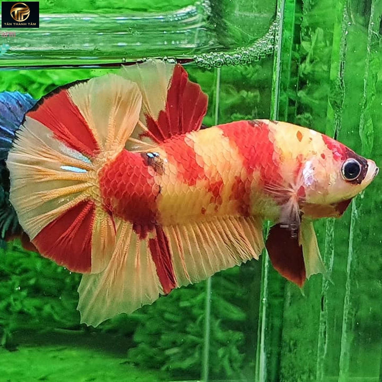 Koi Nemo Plakat /Cá Betta Koi đuôi ngắn nhiều màu