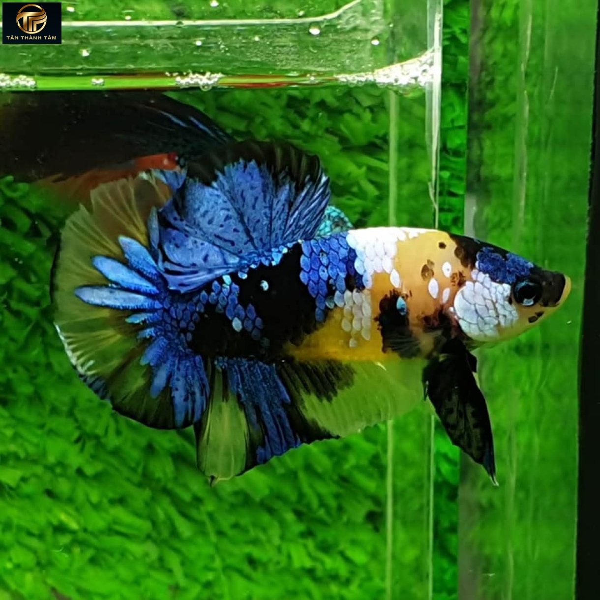 Koi Yellow Galaxy Plakat /Cá Betta Koi đuôi ngắn màu vàng, vảy chấm.