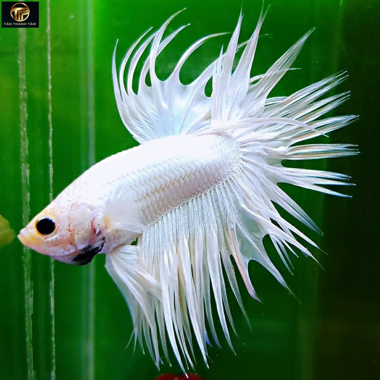 Crowntail White Halfmoon (Cá Betta đuôi tưa dài, màu trắng)