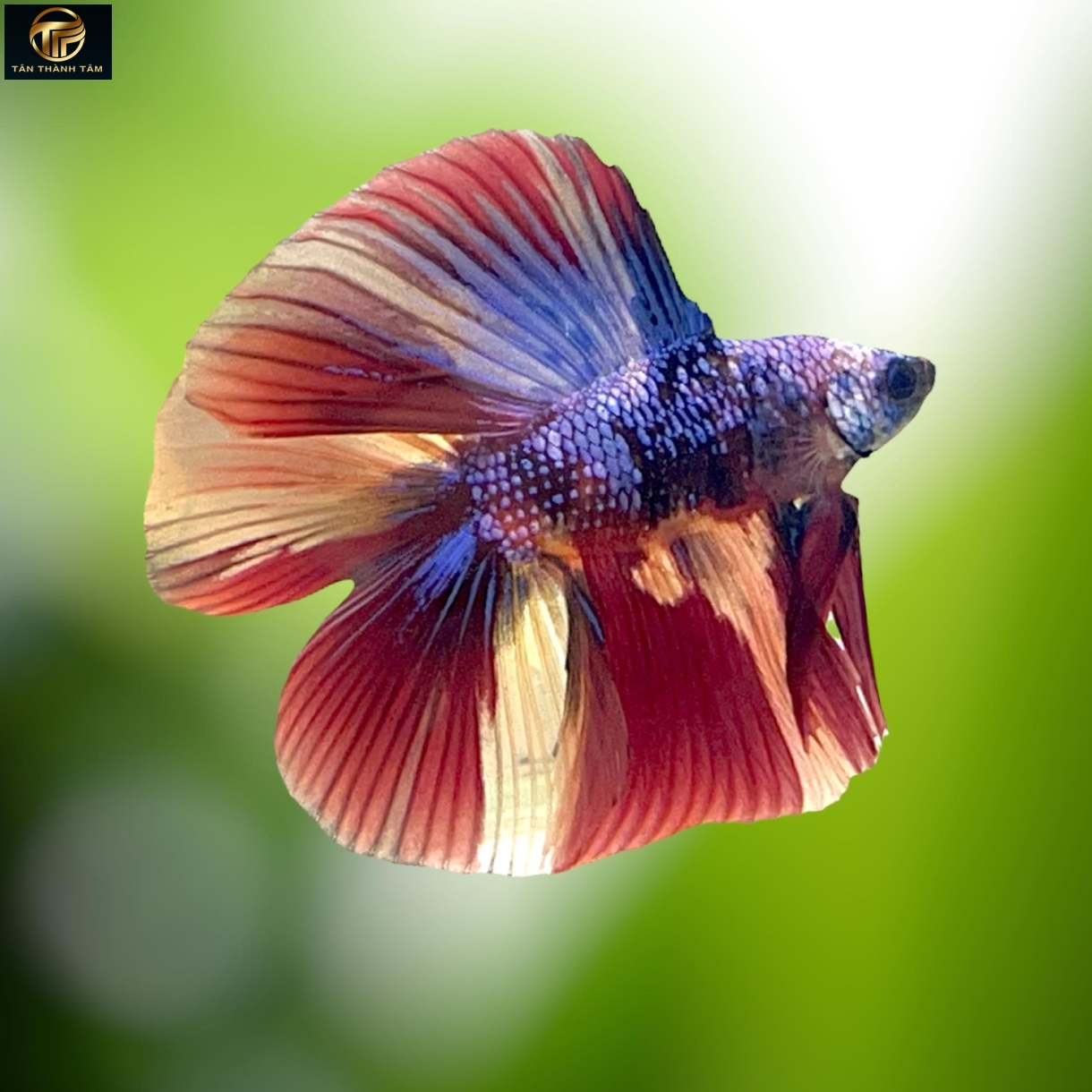 Koi Doubletail Halfmoon (Cá Betta Koi 2 đuôi)