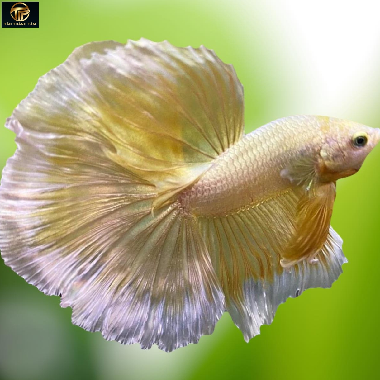 Super Gold Halfmoon /Cá Betta đuôi dài màu vàng ánh kim