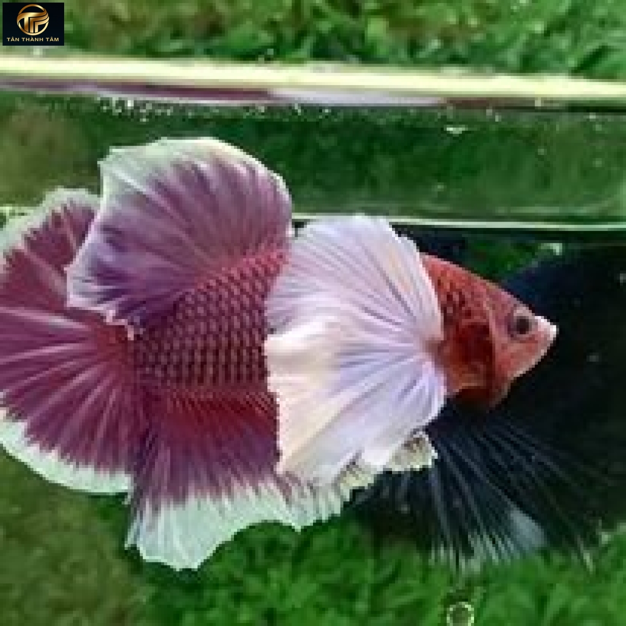 Dumbo Lavender Plakat /Cá Betta đuôi ngắn tay bơi to màu tím